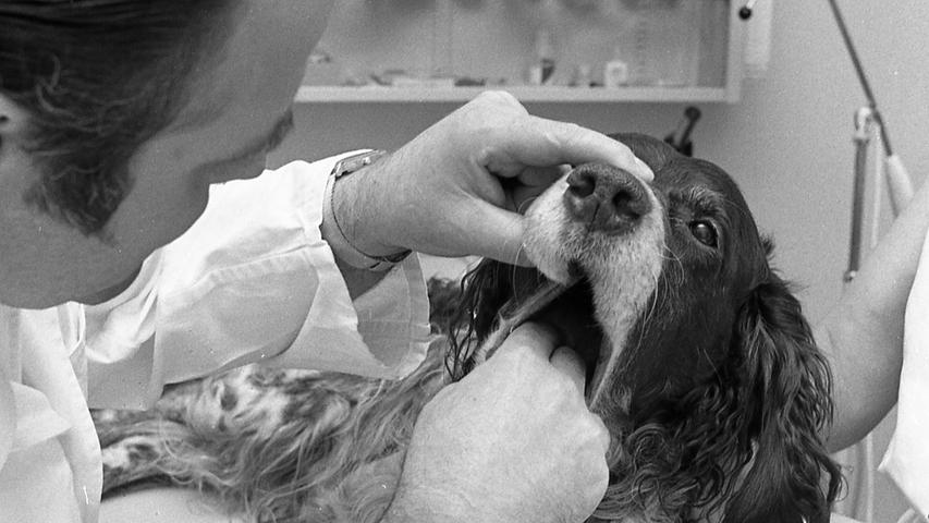 „Halsenentzündung kommt bei Hunden vom Schneefressen“, informiert der Tierarzt. Hier geht es zum Artikel vom 24. Dezember 1969: Hunde haben Halsweh
