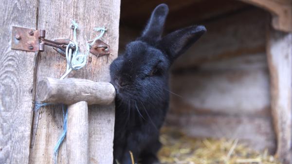 Jungbauer Lukas Ziegler aus Wannbach
