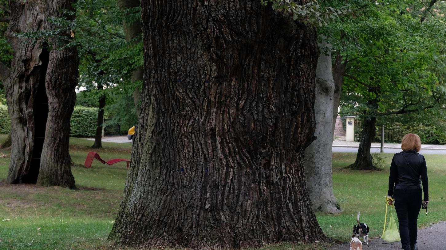 400 Jahre und gesund: Das sind Nürnbergs älteste Bäume