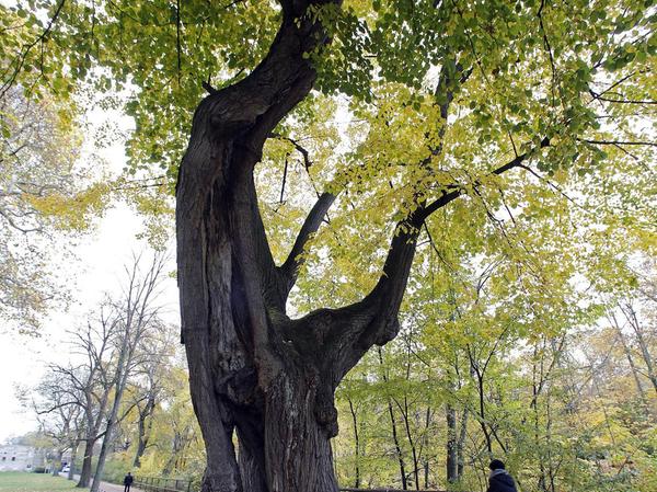 400 Jahre und gesund: Das sind Nürnbergs älteste Bäume