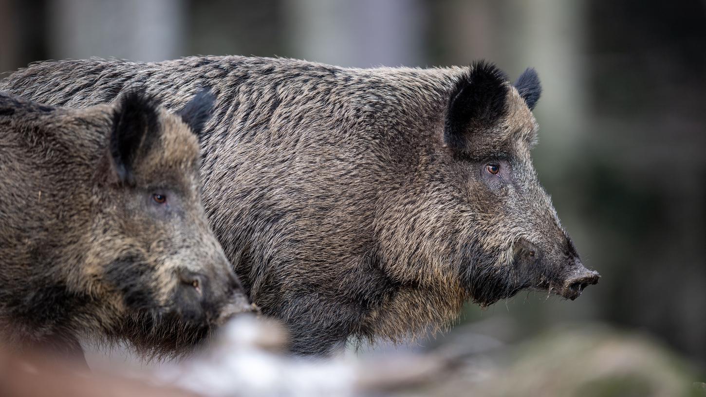 In diesem Jahr sind in den bayerischen Wäldern deutlich mehr Wildschweine als sonst unterwegs - vor allem in Franken sei die Population von Schwarzwild sehr hoch.