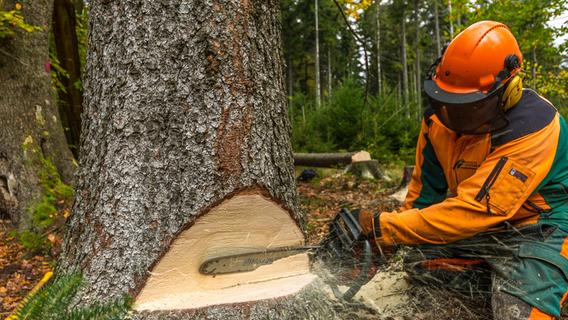 Baum stürzt auf Waldarbeiter - 33-Jähriger in Franken schwer verletzt