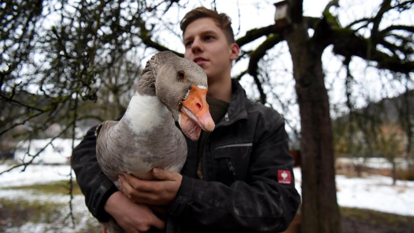 Eine Gans: „Der älteste Herr im Stall“, sagt Lukas. Eine Gans: „Der älteste Herr im Stall“, sagt Lukas.