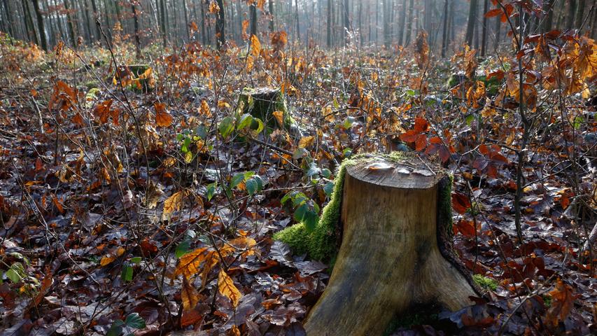 Jahresrückblick 2019: Sorge um den Wald