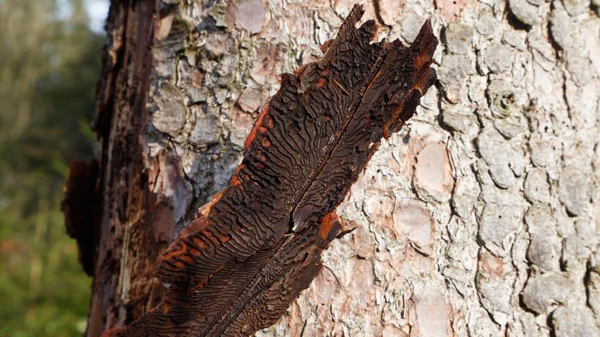 Die Schädlinge des Borkenkäfers fressen sich durch die Baumrinde.