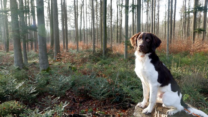 Kein Waldspaziergang ohne Hund: "Bare", ein kleiner Münsterländer, ist immer dabei.