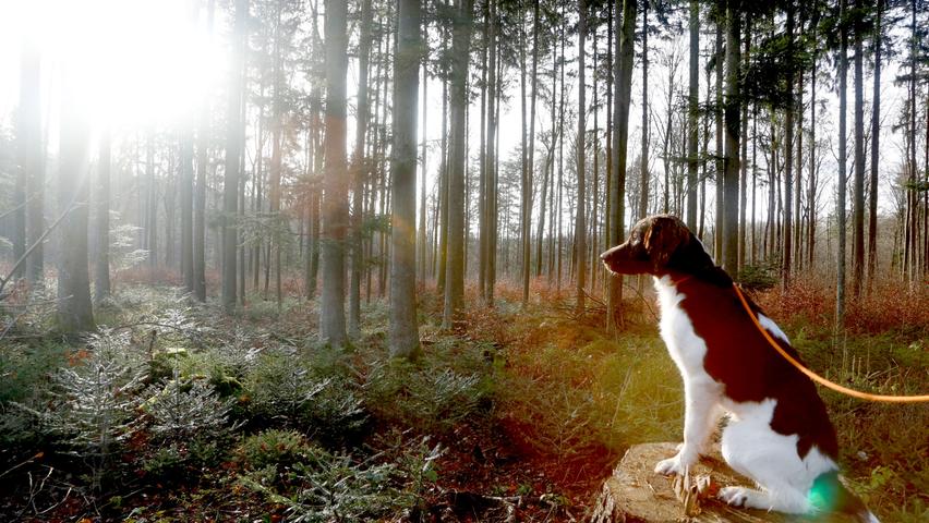 Kein Waldspaziergang ohne Hund: "Bare", ein kleiner Münsterländer, ist immer dabei.