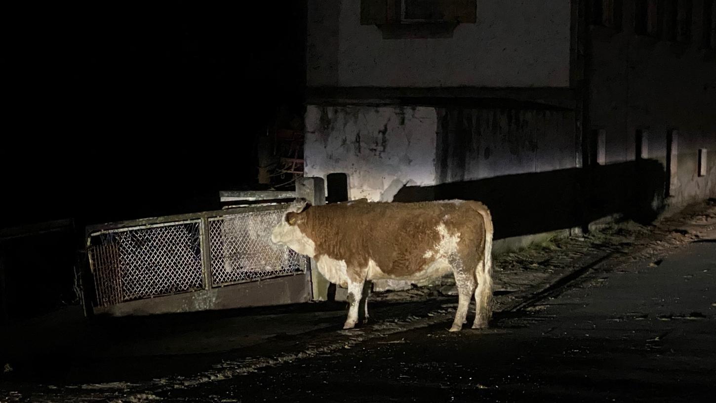 Mit ihrem abendlichen Erkundungstrip sorgte die Kuh für Aufsehen in Hornsegen.