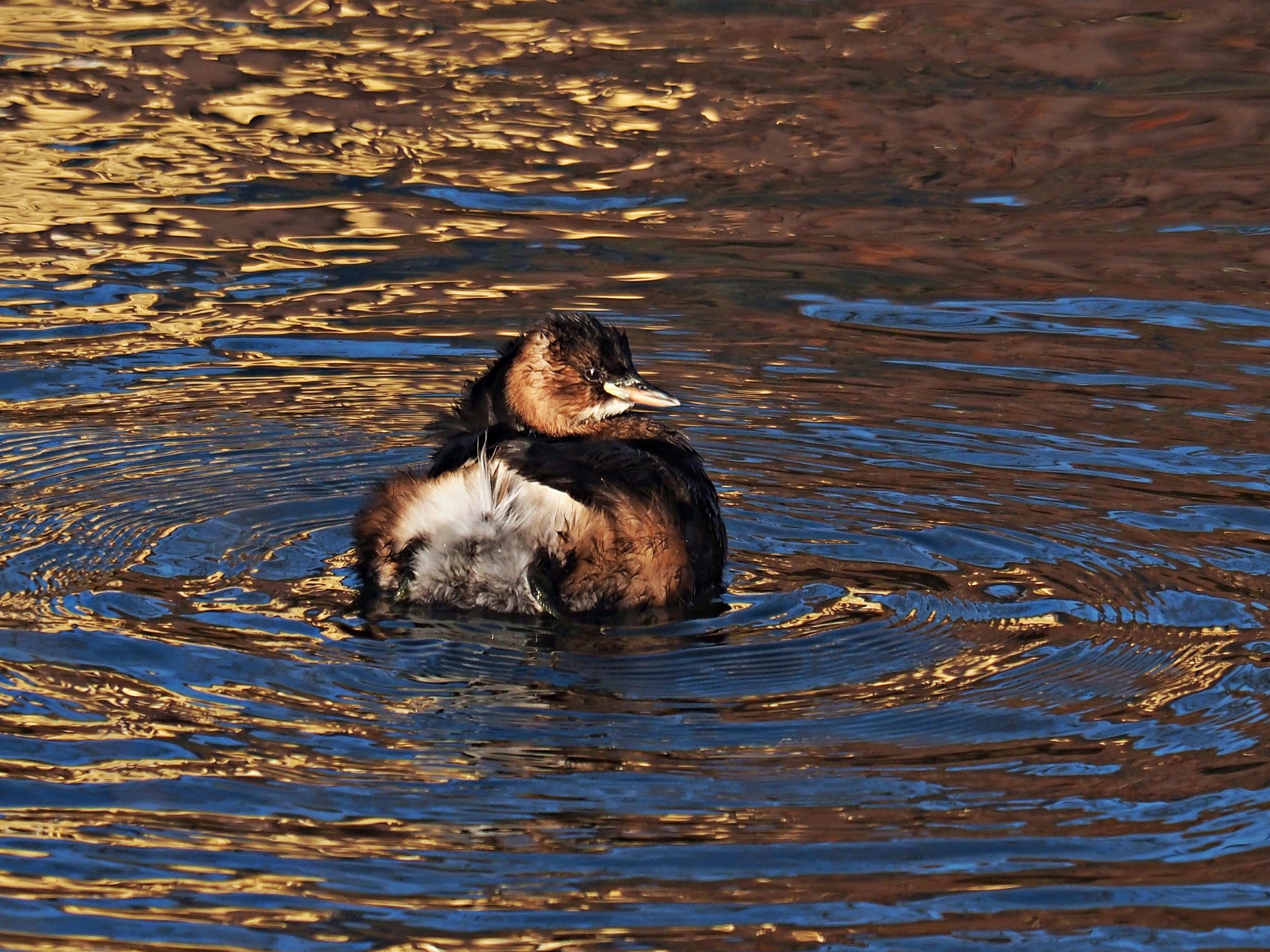 In Ebermannstadt hat NN-Leserin Ruth Reheuser beim Fotografieren der Wasservögel an der Wiesent geradezu Goldgräberstimmung bekommen. Golden gleißte die tief stehende Sonne über dem Wasser und zauberte eine wunderschöne, vergoldet scheinende Wasseroberfläche mit tiefblauer Farbe auf der Wiesent. Mittendrin nahm dieser kleine Zwergtaucher ein eisiges Bad im Fluss – als ob er sich in einem Wassergoldbad befinden würde. Man glaubte das Gold mit der Hand aus dem Wasser abschöpfen zu können, schreibt Ruth Reheuser. Gute Zukunftsaussichten wären das.