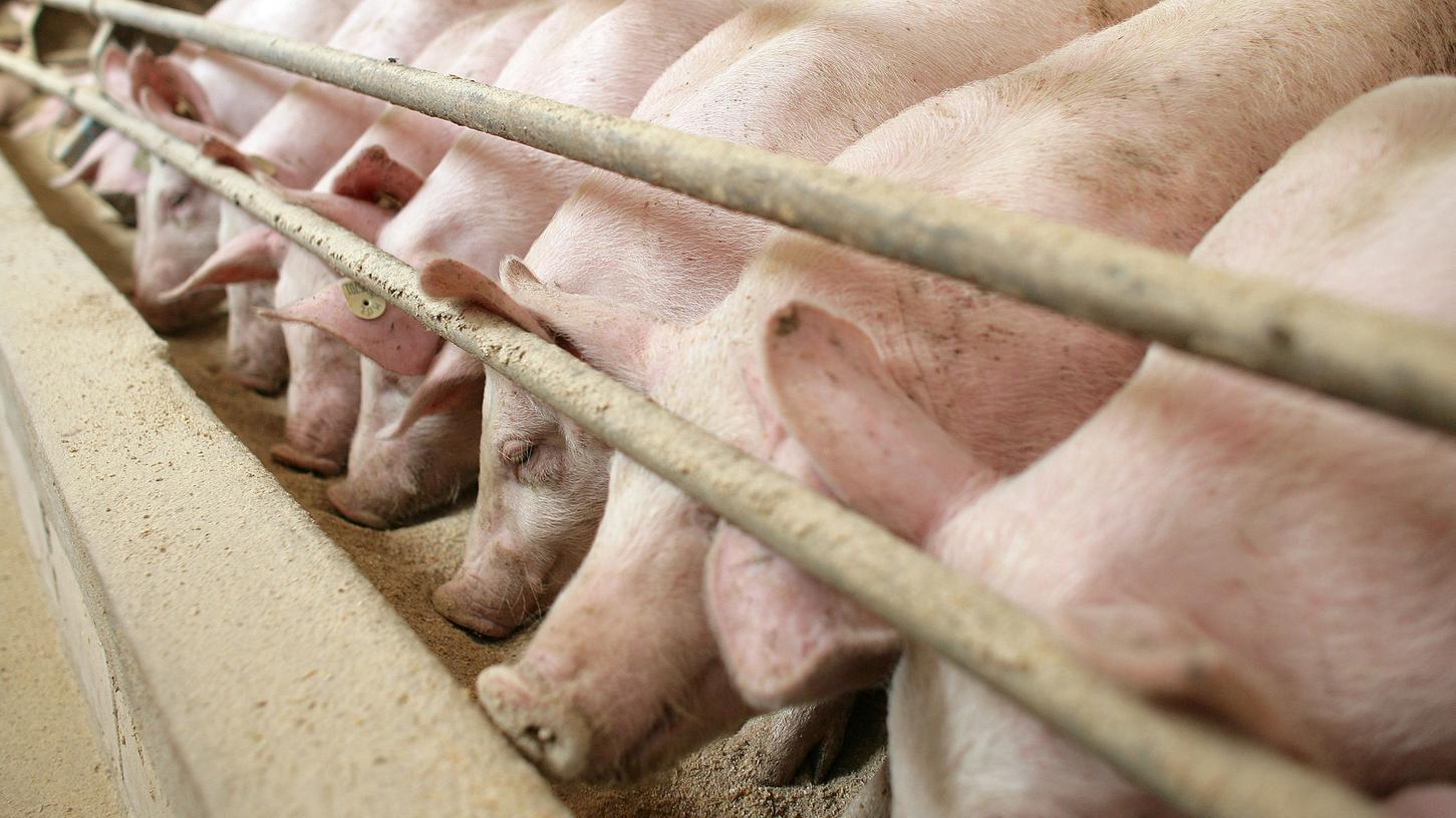 In Polen wurde ein Landwirt wohl von seinen eigenen Schweinen gefressen. Die Tiere sollen jetzt getötet werden.