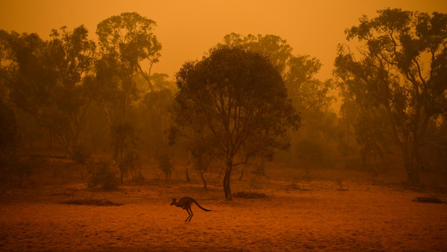 Hunderte Millionen Tiere sind nach vorsichtigen Schätzungen von Wissenschaftlern allein im Bundesstaat New South Wales bei den Buschbränden an der Südostküste getötet worden.