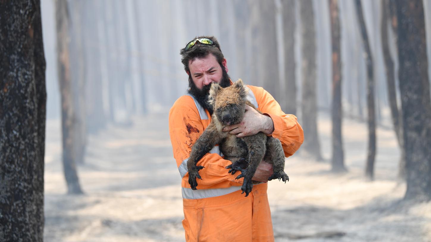 Wildtierretter Simon Adamczyk trägt einen Koala aus einem brennenden Wald in der Nähe von Cape Borda auf Kangaroo Island, südwestlich von Adelaide. Auf Australiens drittgrößter Insel haben die Buschfeuer bereits eine 150.000 Hektar große Fläche verbrannt, wie der örtliche Regierungschef Marshall mitteilte.