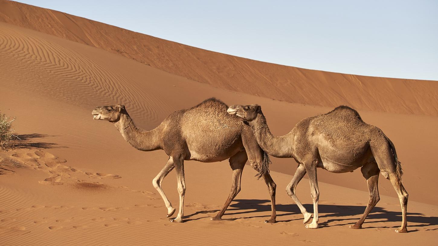 In Australien sorgen Kamele regelmäßig für Probleme. In einer großangelegten Aktion soll der Bestand nun reduziert werden.