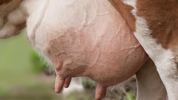 Hunderte von Kommentaren erreichten uns über Facebook nach unserem Aufruf an unsere User, uns ihre liebsten fränkischen Schimpfwörter und Flüche zu senden. Wir haben die beliebtesten ausgesucht und in dieser Bildergalerie gesammelt und erklärt. So wie unseren ersten Begriff: Als "Rindsbimbl" (oder auch Rindsbimbel) wird in Franken ein völliger Depp oder Vollidiot bezeichnet. Das Wort ist eine andere Bezeichnung für einen Kuheuter.