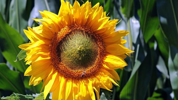 Besonders drastisch wirkt dieses Schimpfwort: Mit "Bläda Sunnabluma" bezeichnet man eine blöde, weibliche Person. Nein, Spaß beiseite: Das Wort leitet sich freilich von einer Sonnenblume ab und wird als harmloses Schimpfwort für eine weibliche Person verwendet.