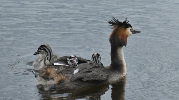 Auch dieses Schimpfwort ist eher liebevoll aufzufassen: Wie das Wort auf Hochdeutsch schon beschreibt, wird man als "Haubentaucher", also als jemand, der nach vesunkenen Hauben tauchen muss (oder das Tier auf dem Foto), bezeichnet. Damit will man ausdrücken, dass der Betroffene sich nicht sonderlich logisch oder clever verhält. "Chaot" oder "Schussel" sind vergleichbare Begriffe.