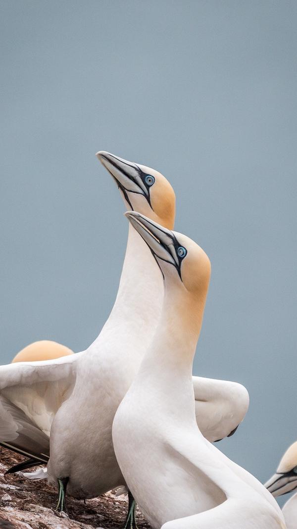 Der "Doldi" ist einer der beliebtesten Begriffe im fränkischen Flüche-Repertoire. Er bezeichnet einen albernen, einfältigen, unbeholfenen Menschen, oder aber auch einen Deppen. Mit dem "Tölpel" ist das Wort gleichzusetzen - deswegen auch der arme Tölpel auf unserem Foto. Sehr gern wird der Ausdruck im Zusammenhang mit "Geh auf d' Seitn, du Doldi!" gebraucht.
