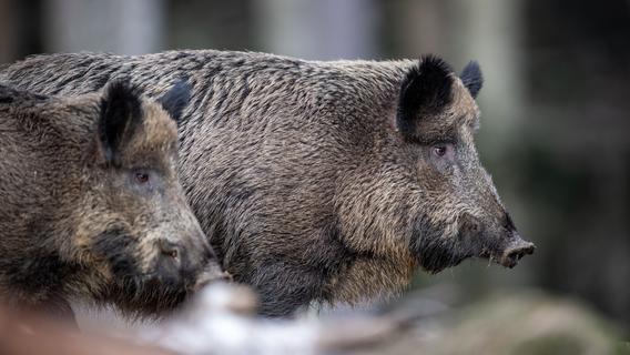Afrikanische Schweinepest: Bayern verstärkt Jagd auf Wildschweine