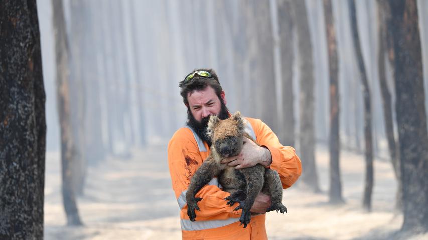 Die seit Ende Oktober wütenden Buschbrände in Australien kosteten schon mindestens 27 Menschen und unzähligen Tieren das Leben. Wildtierretter Simon Adamczyk trägt hier einen Koala aus einem brennenden Wald auf Kangaroo Island, Australiens drittgrößter Insel.