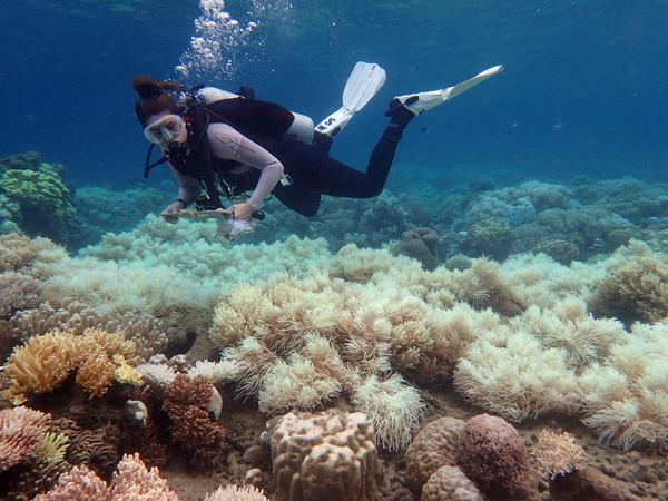 Die Korallenriffe bleichen durch die erhöhten Wassertemperaturen aus.