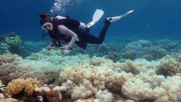 AUSTRALIA-ENVIRONMENT-BLEACHING-REEF-CONSERVATION