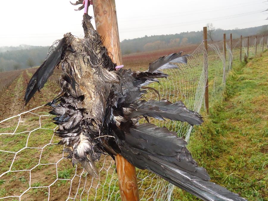 Aufgehangte Krahen Sorgen Im Kreis Forchheim Fur Entsetzen