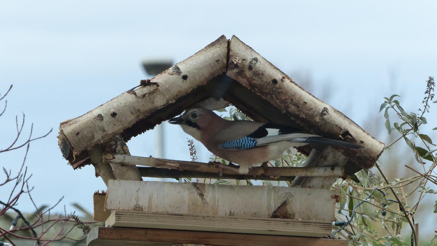 Stunde der Wintervögel: Ein neuer Gast am Futterhaus