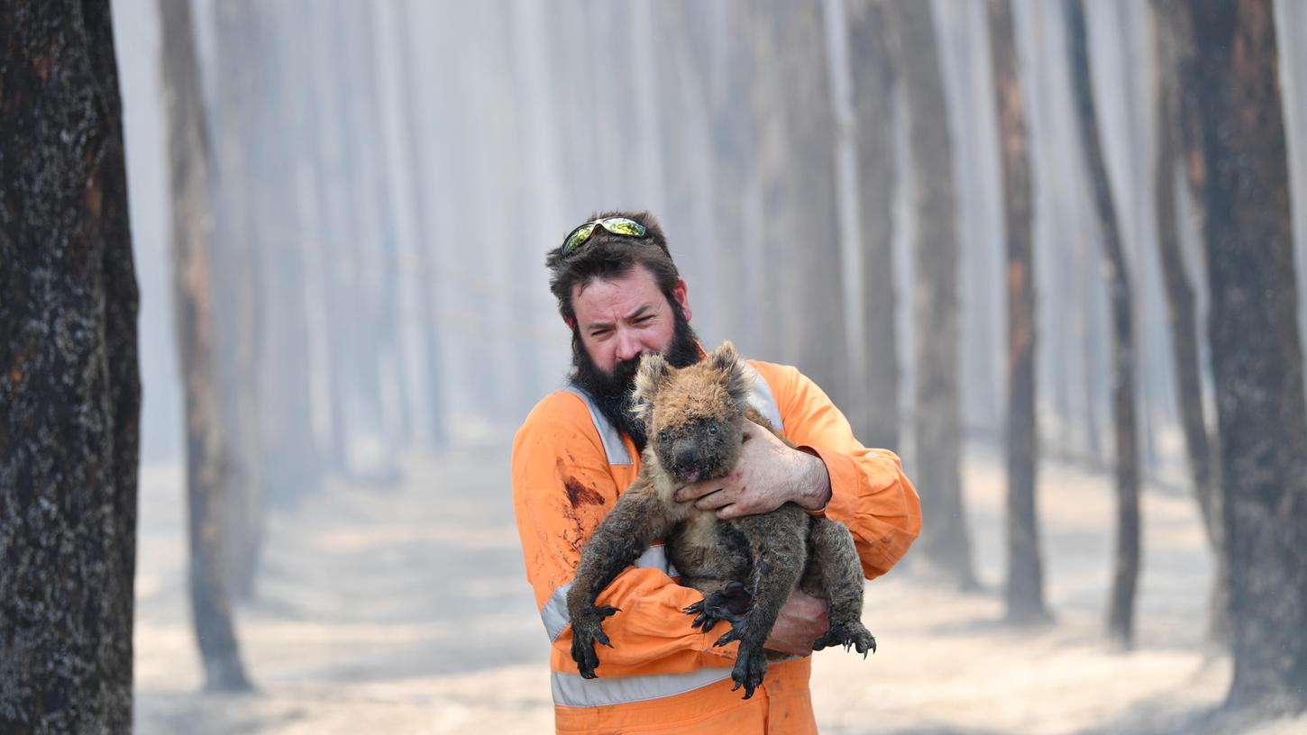 Buschbrände in Australien: Helfer sollen Tierbabys töten Buschbrände in Australien: Helfer sollen Tierbabys töten