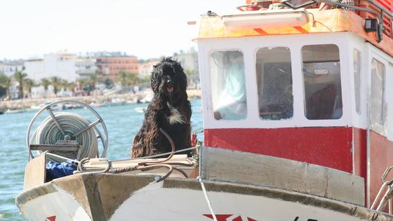 Algarve: Vier Pfoten für ein Fischerboot
