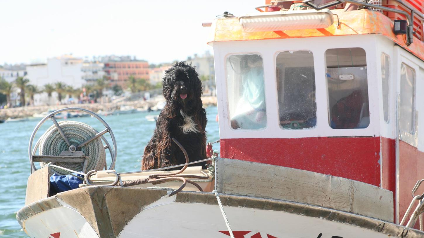 Der Portugiesische Wasserhund war früher der beste Freund des Fischers. Heute kommt er als Familienhund auch ohne Meer aus.