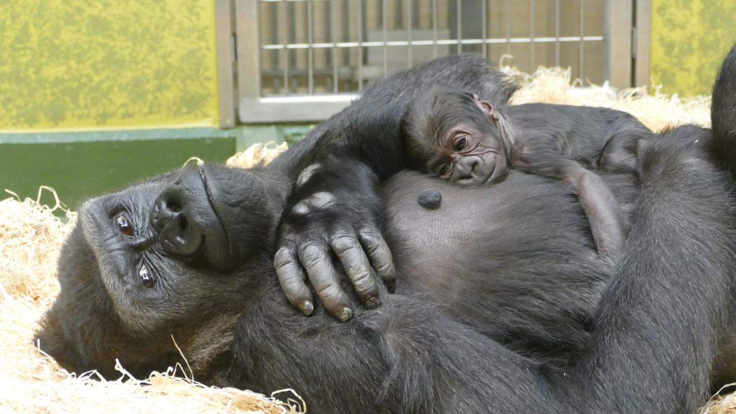 Die beiden Gorillas Habibu und der Sohn Kato lockten Hunderttausende in den Tiergarten.