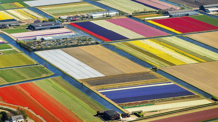Tulpen, so weit das Aug reicht; Die Niederlande haben im vergangenen Jahr Blumen für die Rekordsumme von 6,2 Milliarden Euro exportiert. Hauptabnehmer bleibt Deutschland. Die ersten Frühlingsboten sind schon in Deutschland eingetroffen.