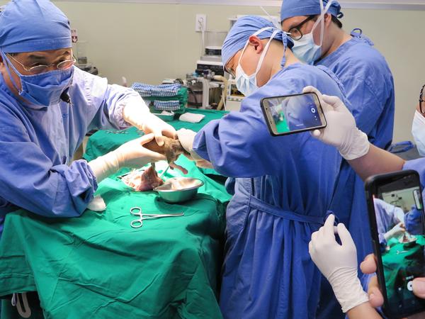 Südkorea: Ein geklonter Hund kommt in Seoul in der Sooam Biotech Research Foundation, die auf Bestellung Hunde klont, per Kaiserschnitt zur Welt.
