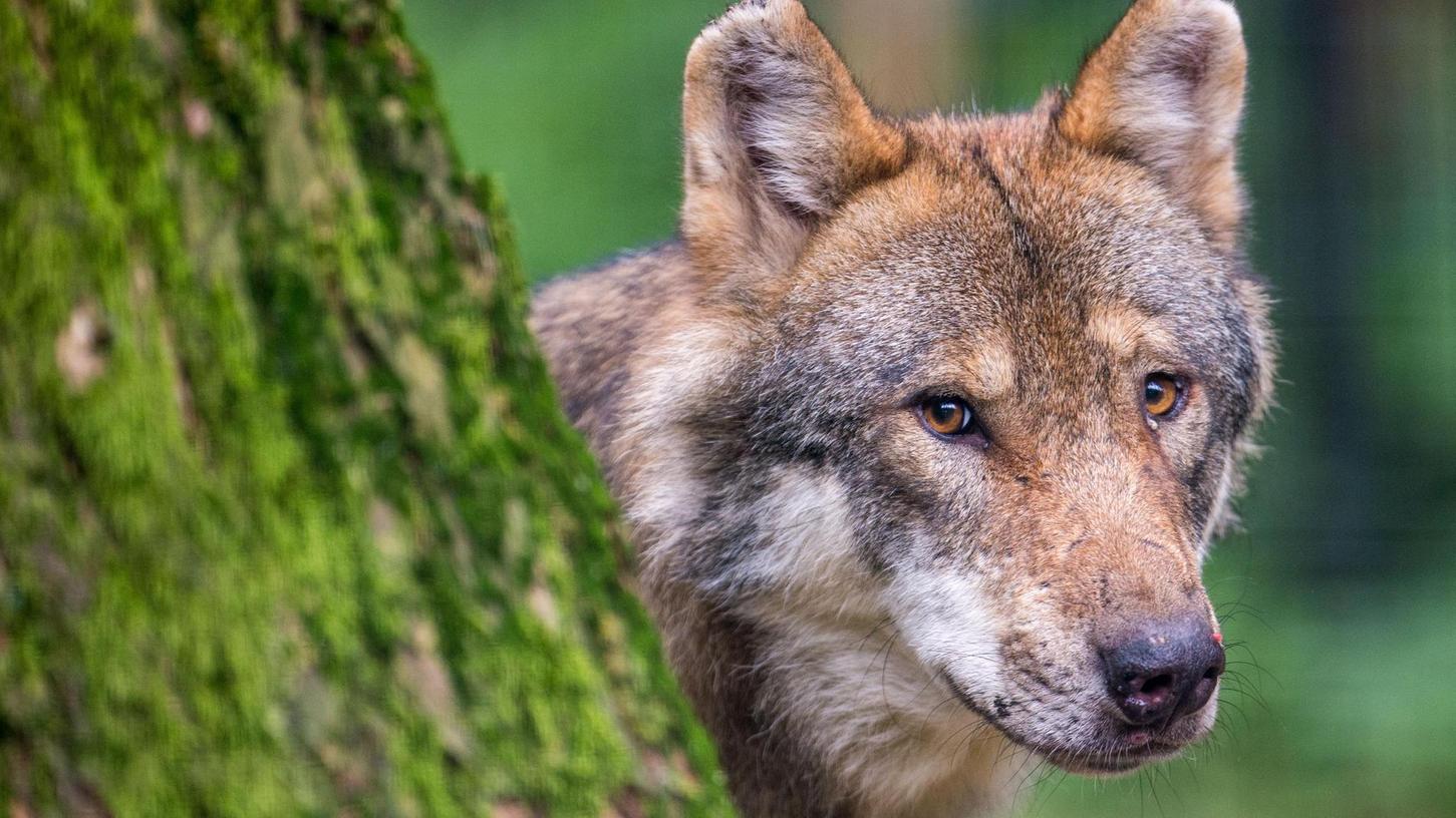 In Nürnberg: Jogger will mehrere Wölfe gesehen haben