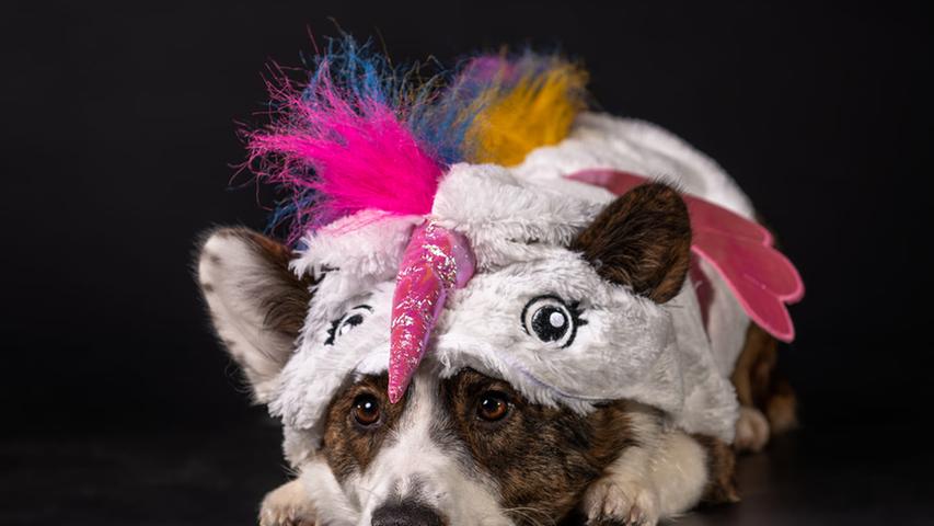 "Dogwalk": So süß sehen die Hunde unserer User mit Klamotten aus