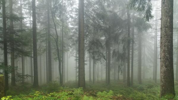 Eine Spaziergängerin brachte den entscheidenden Hinweis zum Auffinden der Frau. Sie hatte sich offenbar für ein Leben im Wald entschieden und sich zwischen den Bäumen eine provisorische Behausung eingerichtet. Die Frau war laut Polizei unverletzt.