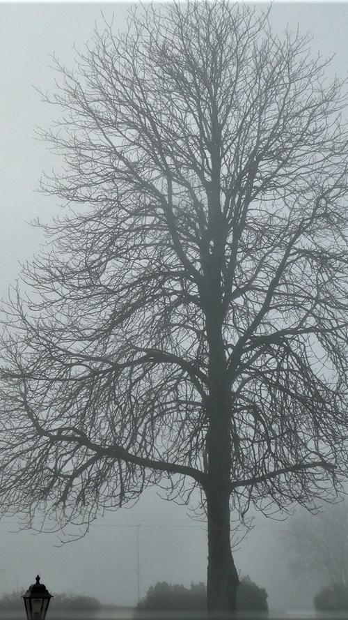 Wie ein Gemälde in Schwarz-weiß: Der prachtvolle Baum (leicht scharf gestellt) taucht aus der Nebelwand auf.