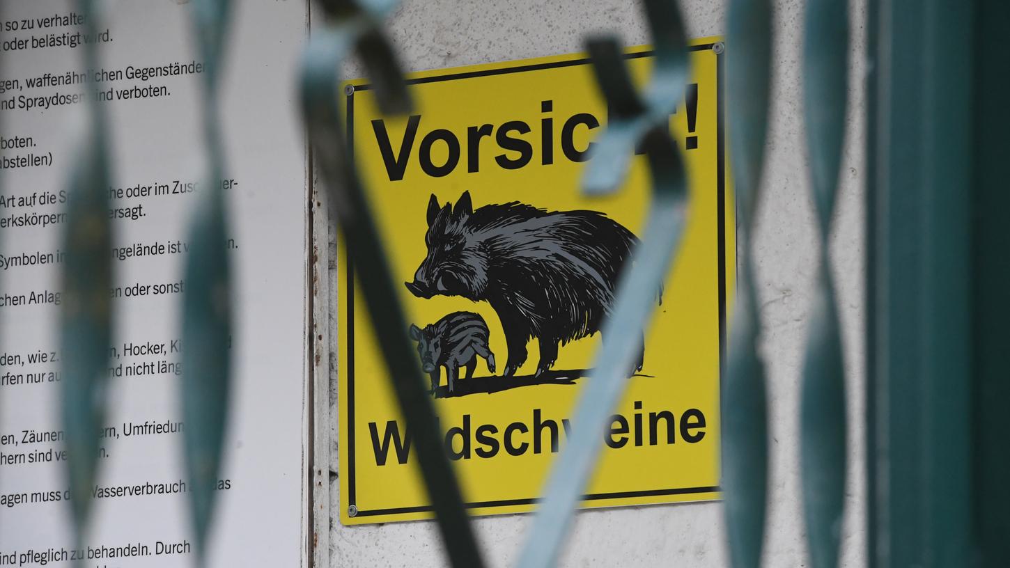 Ein gelbes Schild am Volksstadion warnt die Besucher des Greifwalder FC's vor den Wildschweinen, die sich auf dem Trainingsgelände niedergelassen haben.