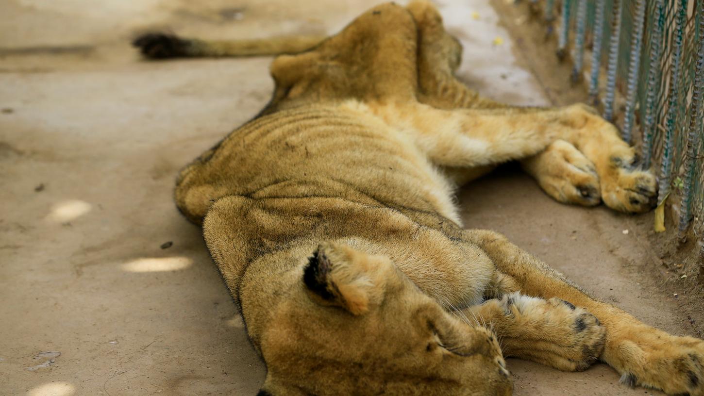 Schlimmer Anblick - diese Löwin besteht fast nur noch aus Haut und Knochen.