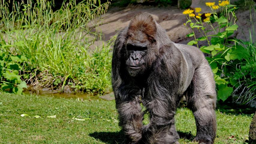 Der Gorilla-Opa Fritz hatte seit 1970 mit einzelnen Unterbrechungen im Nürnberger Tiergarten die Besucher begeistert. Er zeugte sechs Junge und hat mittlerweile 14 Urenkel in ganz Europa verteilt. Der Gorilla war eine "echte Tierpersönlichkeit" gewesen und hatte am liebsten Quark mit Himbeermarmelade genascht. 2018 ist der Gorilla im Alter von 55 Jahren eingeschläfert worden.