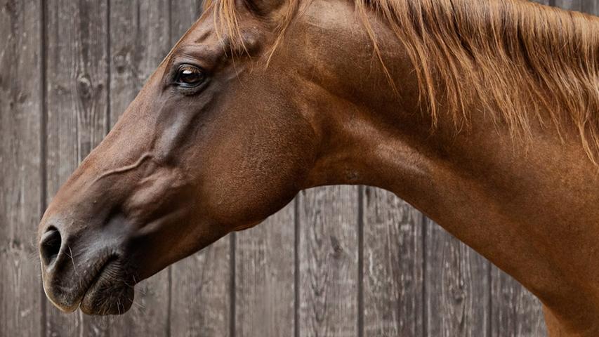 Wallende Mähnen, treue Seelen: Die schönsten Pferdebilder unserer User