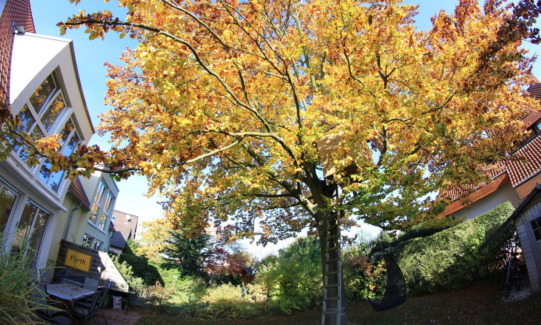 Herzogenaurach Anreiz Fur Mehr Baume Im Garten Herzogenaurach Nordbayern De