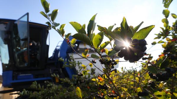 Dass Obst gesund ist, lernen die meisten Menschen schon in Kindertagen. Aber Vorsicht: Hier gibt es Unterschiede. Während 100 Gramm Erdbeeren rund 32 und Wassermelone bei der gleichen Menge nur 30 Kalorien hat, sind es bei Bananen schon 89. Unter dem Strich sind Früchte und Obst aber trotzdem immer die bessere Wahl über Süßigkeiten, da sie zusätzlich Wasser und wertvolle Vitamine liefern.