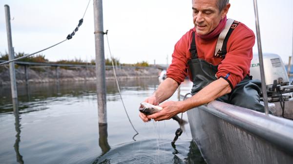Fisch gilt gemeinhin als sehr gesunde und nährstoffreiche Nahrungsquelle. Die Kalorienzahl der Fische variiert allerdings stark anhand dessen Fettgehalt. Allerdings hat auch der Fisch durch die Klima- und Umweltdebatte an Attraktivität für Endverbraucher eingebüßt. Deshalb gilt: Wenn Fisch, dann in guter Qualität.
