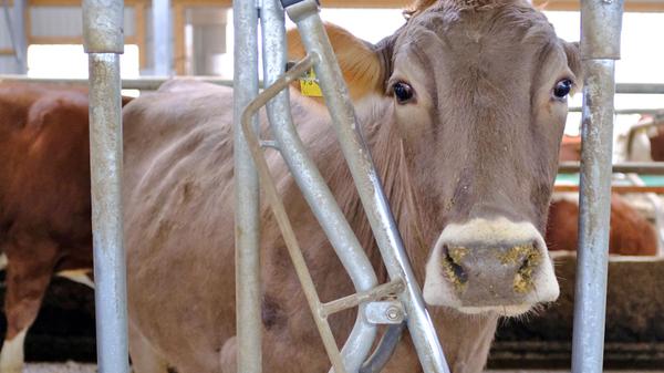 Käse, Milch und Jogurt sind in den vergangenen Jahren etwas in Verruf geraten. Vergisst man aber mal ethische oder ökonomische Diskussionen über die weißen Lebensmittel, so wird klar, dass sie zumindest kalorisch einwandfrei sind. Vollfett-Joghurt hat auf 100 Gramm beispielsweise 66 Kalorien, die selbe Variante Milch liefert etwa 42 Kalorien. Auch Harzer Käse oder Mozzarella können in einer Diät ohne Probleme verzehrt werden.