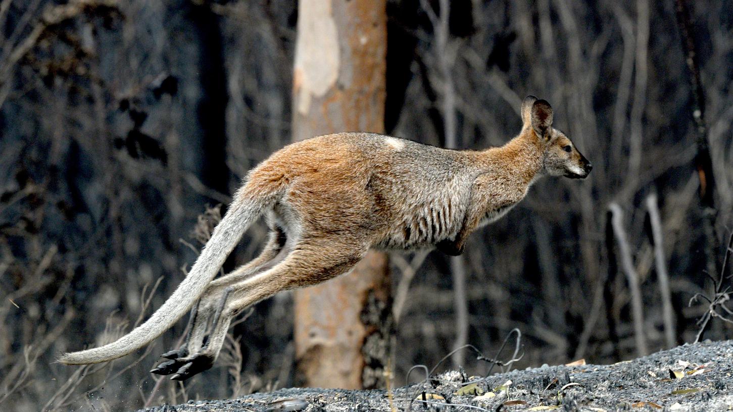 Tierquälerei in Australien: Teenager schlägt Känguru
