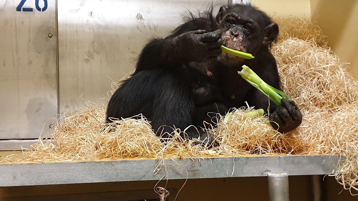 Schimpansen-Weibchen Bally  (hier im Bild) und Schimpansen-Männchen Limbo hatten das verheerende Feuer im Affenhaus des Zoos an Silvester überlebt.