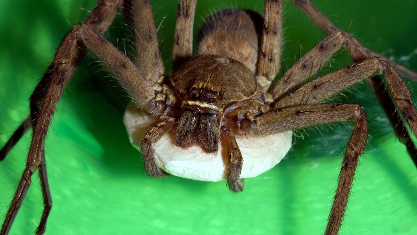 Wenn eine Spinne im Auto Kurs auf den Fahrer oder die Fahrerin nimmt, kann das für Ablenkung vom Straßenverkehr sorgen. 