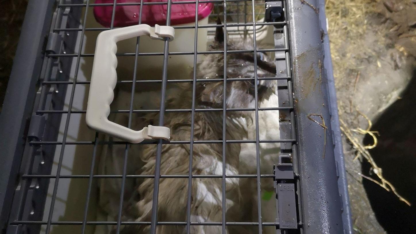 Aufwendige Rettung: Feuerwehr spült Katze Luna aus Kanal