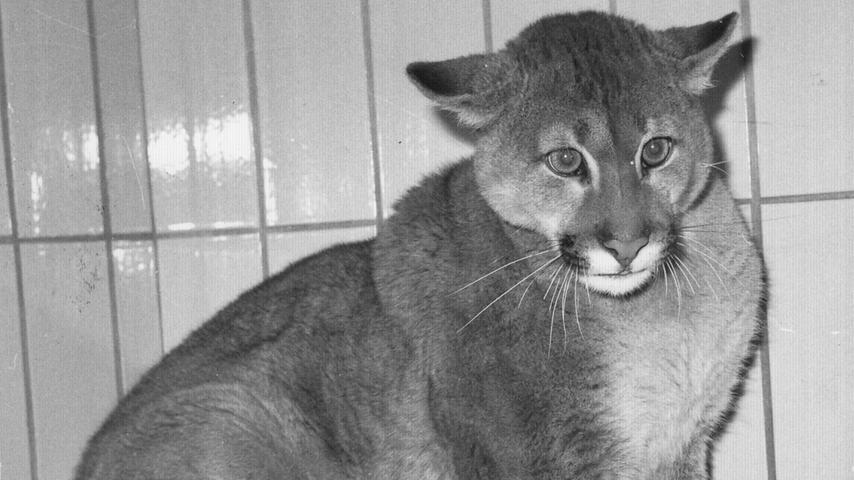 In Lauerstellung und verängstigt blickt der Puma Richtung Kamera. Hier geht es zum Artikel vom 1. Februar 1970: Nächtliche Jagd auf einen Puma